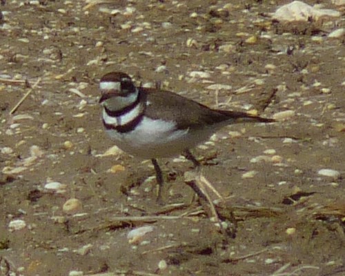 Killdeer - ML318411221