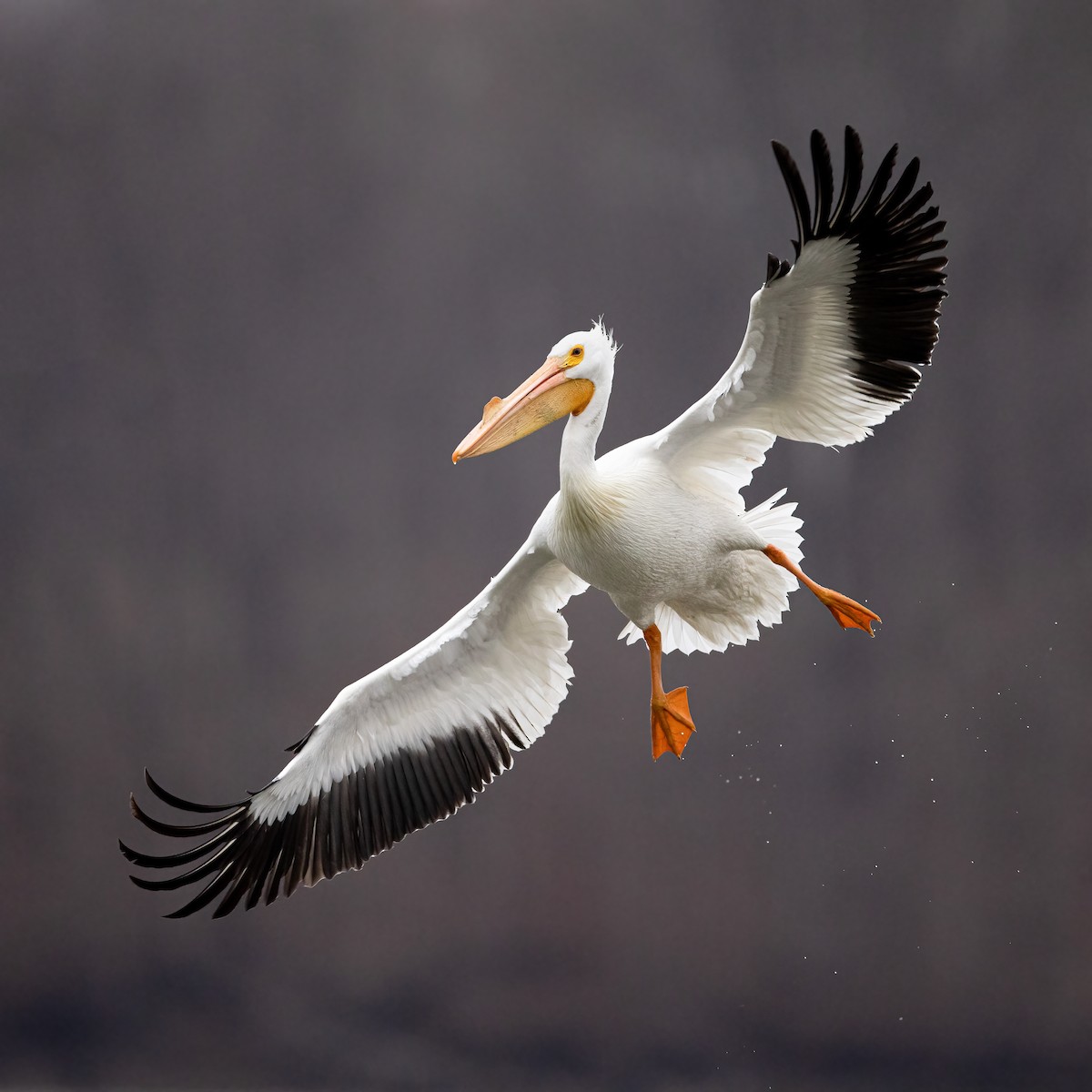 American White Pelican - ML318411841