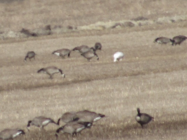 Snow Goose - ML318412121