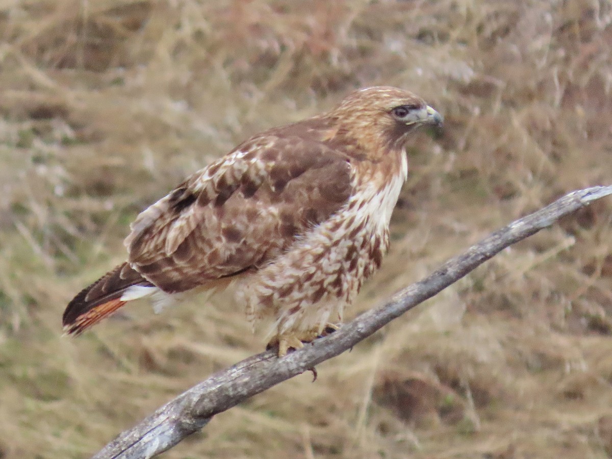 Red-tailed Hawk - ML318412221