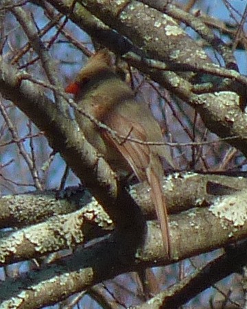 Northern Cardinal - ML318412371