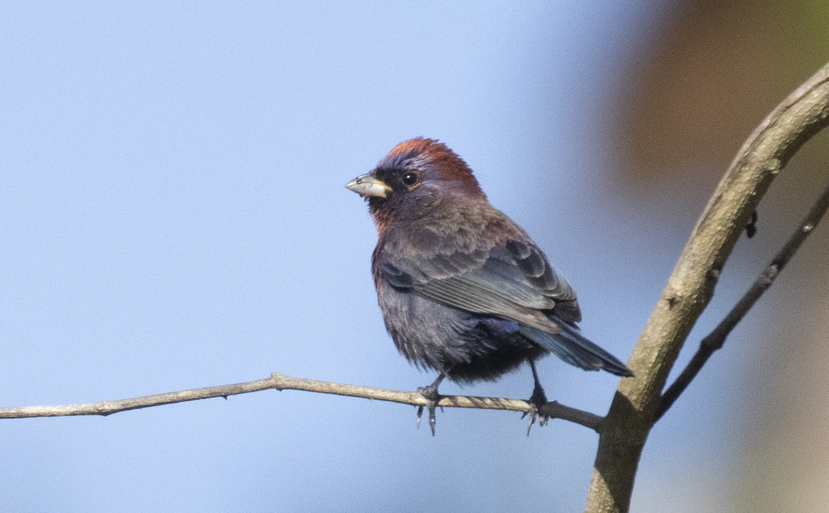 Varied Bunting - ML318412401