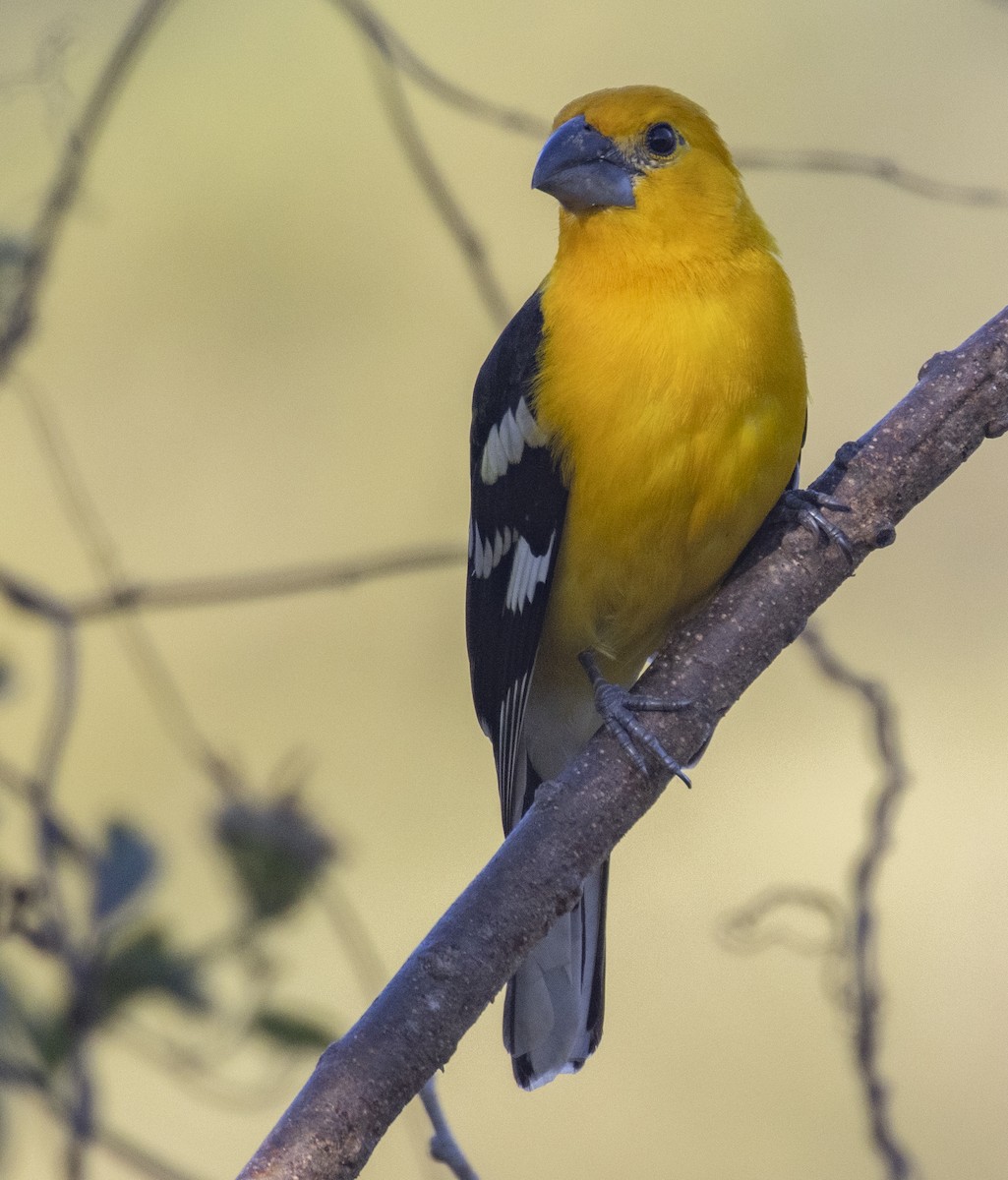 Yellow Grosbeak - ML318412411