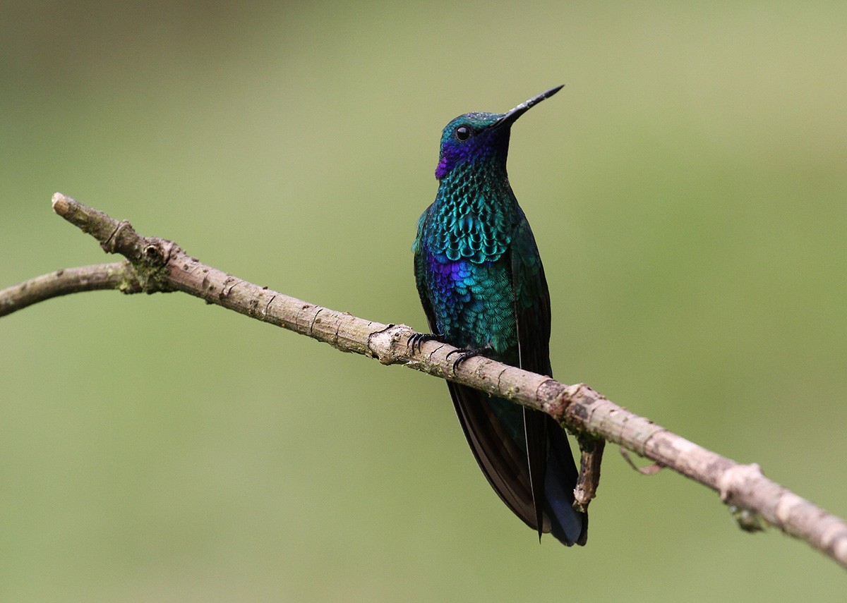 Colibrí Rutilante - ML31841281