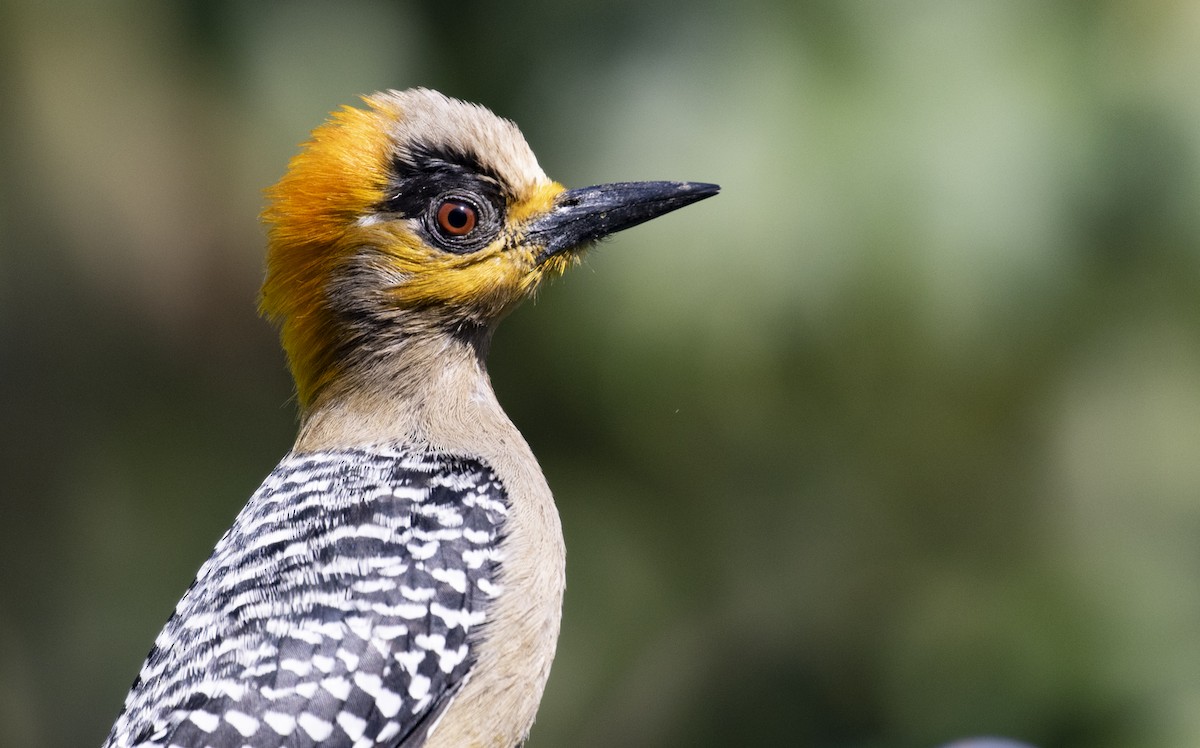 Golden-cheeked Woodpecker - ML318412811