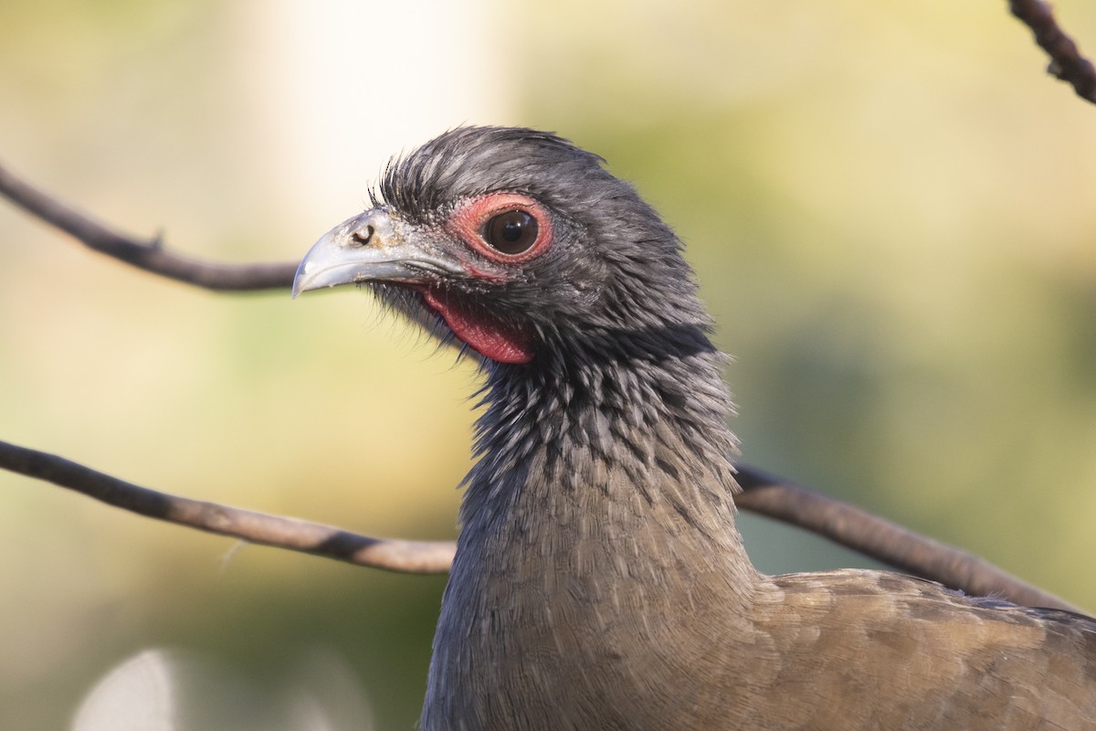 West Mexican Chachalaca - ML318412881