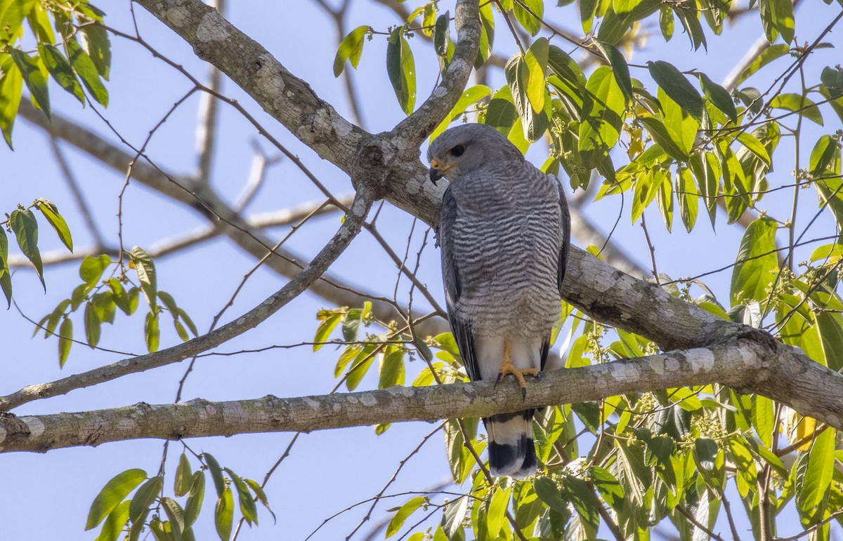 Gray Hawk - ML318412891