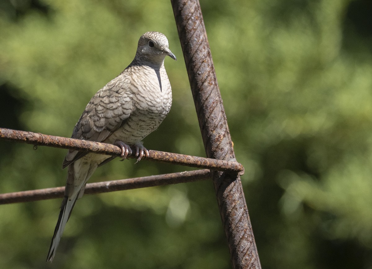 Inca Dove - ML318412921