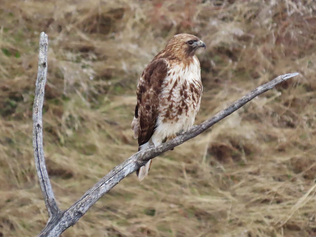 Red-tailed Hawk - ML318412931