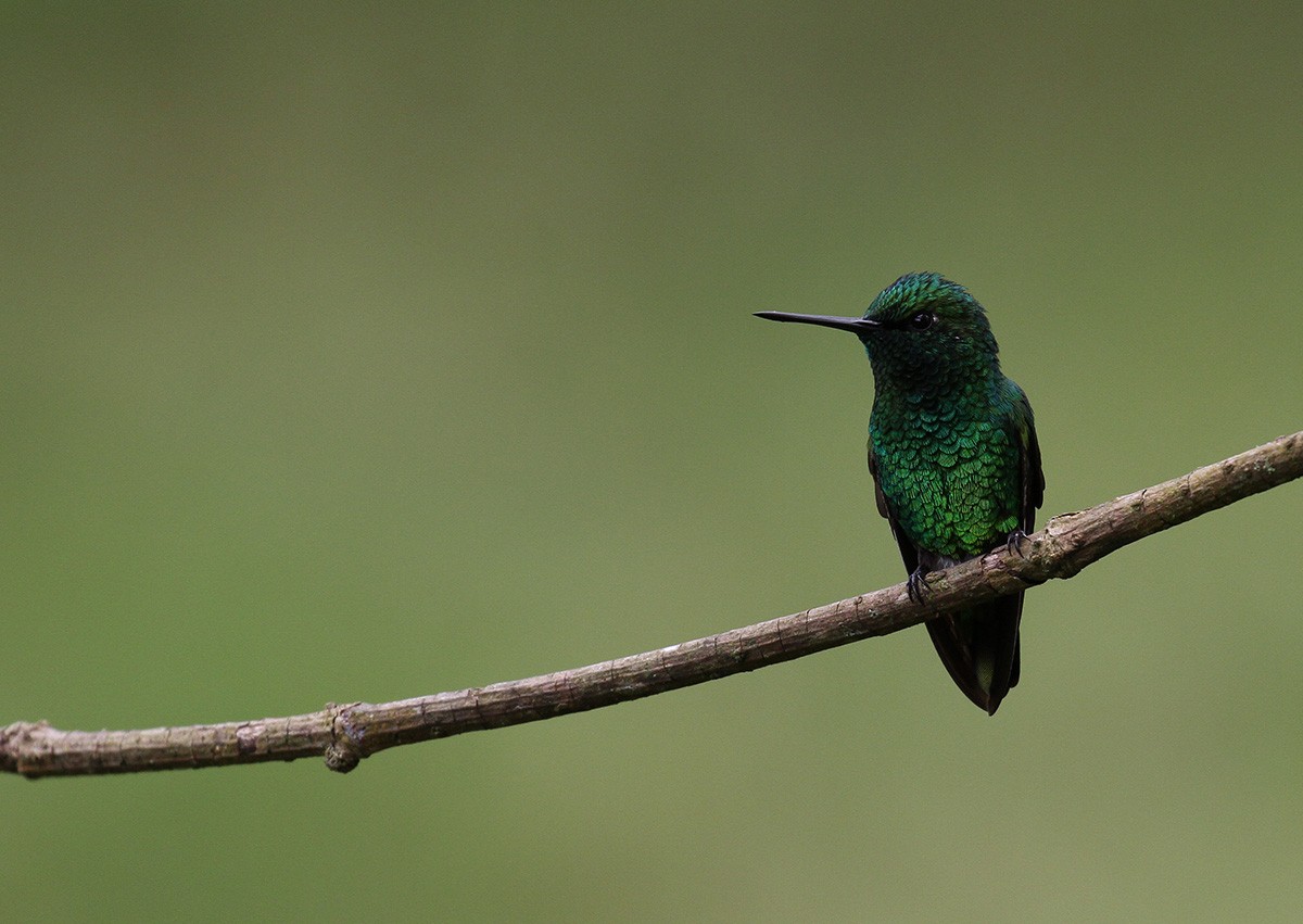 Short-tailed Emerald - ML31841411