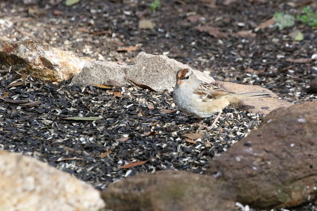 White-crowned Sparrow - Jim Clinton