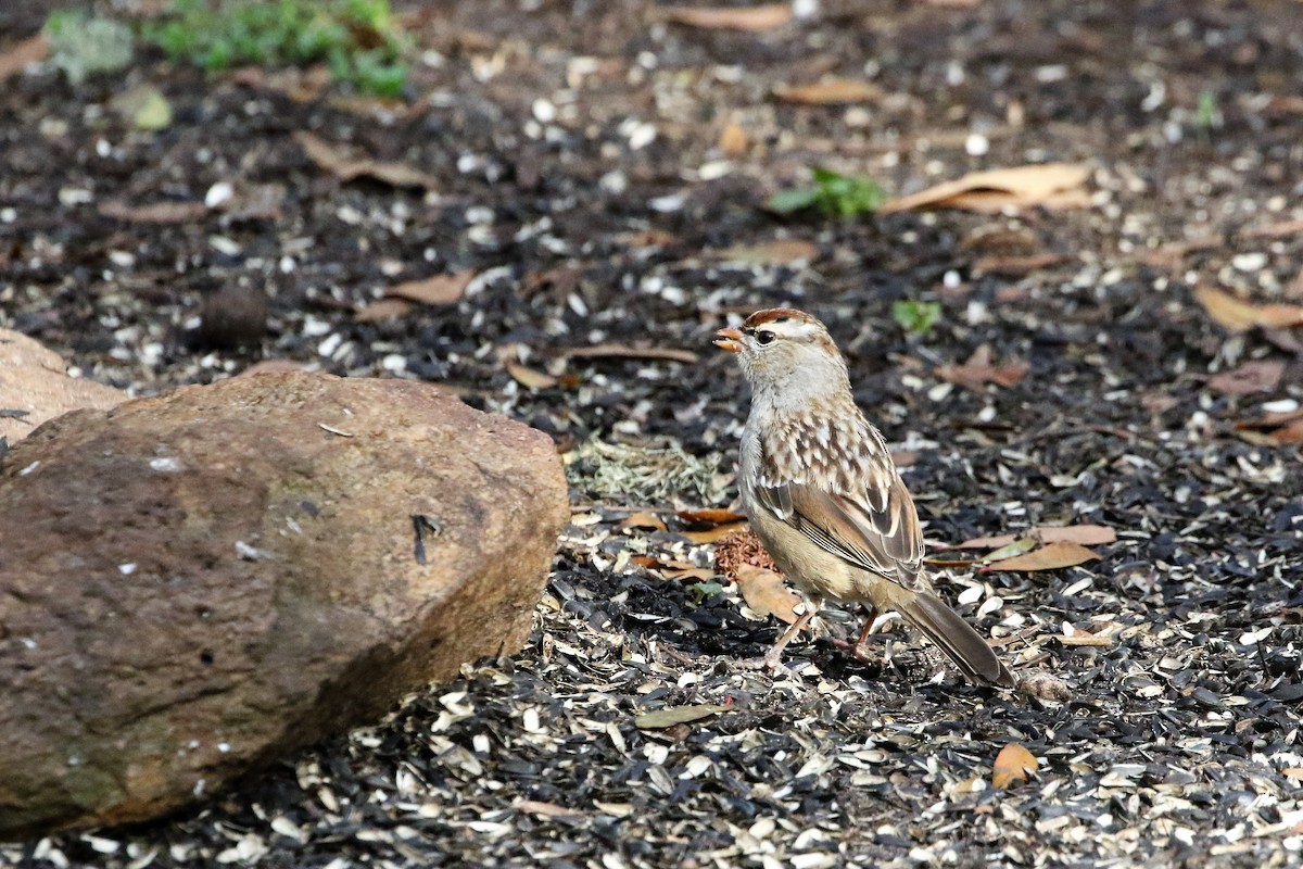 White-crowned Sparrow - Jim Clinton