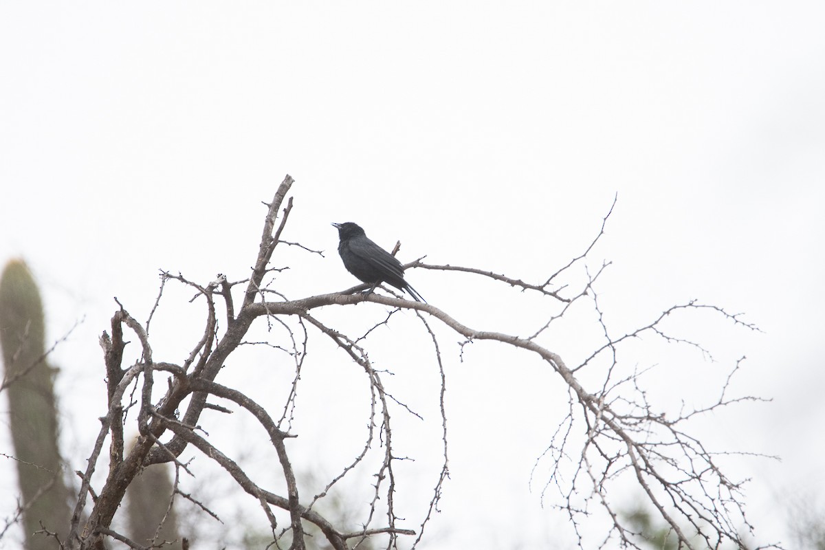 Austral Blackbird - Darío de la Fuente - Chilean Nature
