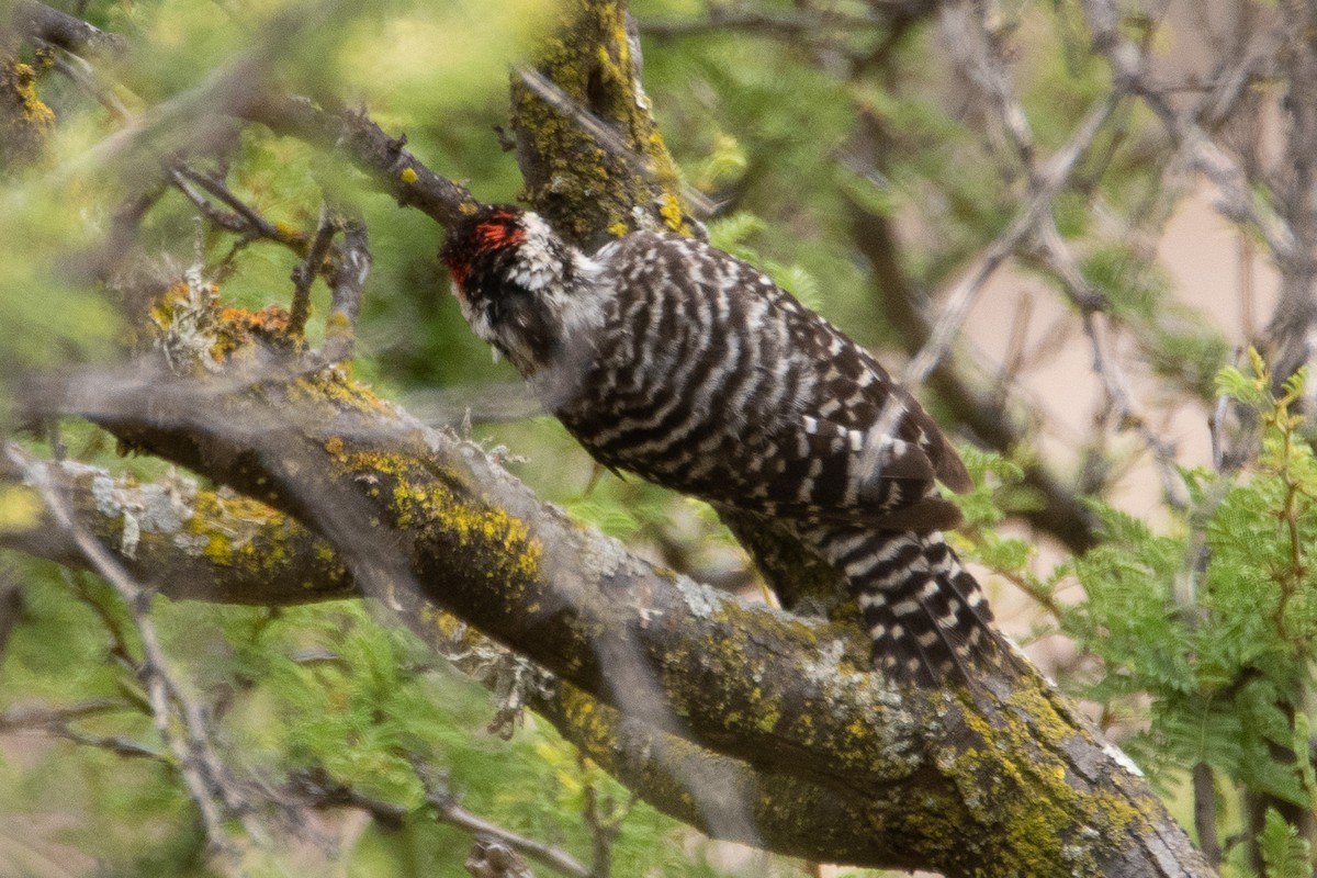 Striped Woodpecker - ML318418741
