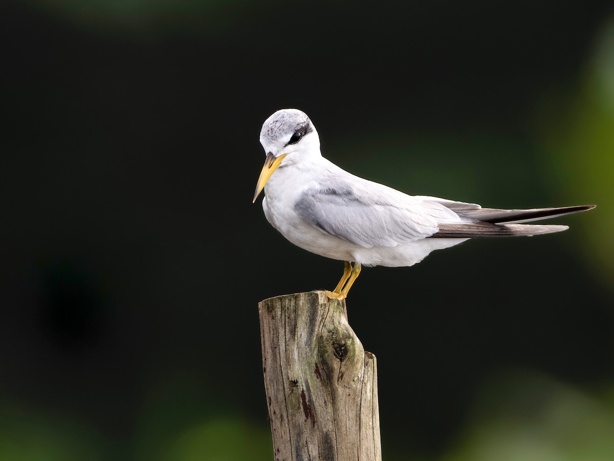 Yellow-billed Tern - Andres Vasquez Noboa