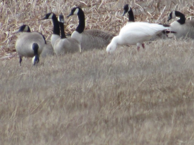 Snow Goose - ML318419341