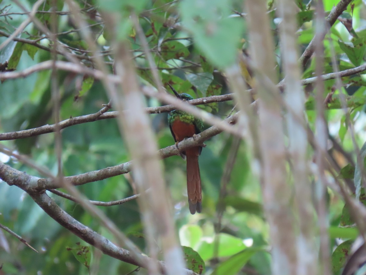 Rufous-tailed Jacamar - Rogney Germeind Quibilan (Birdwatchers507) @Natyciencia507