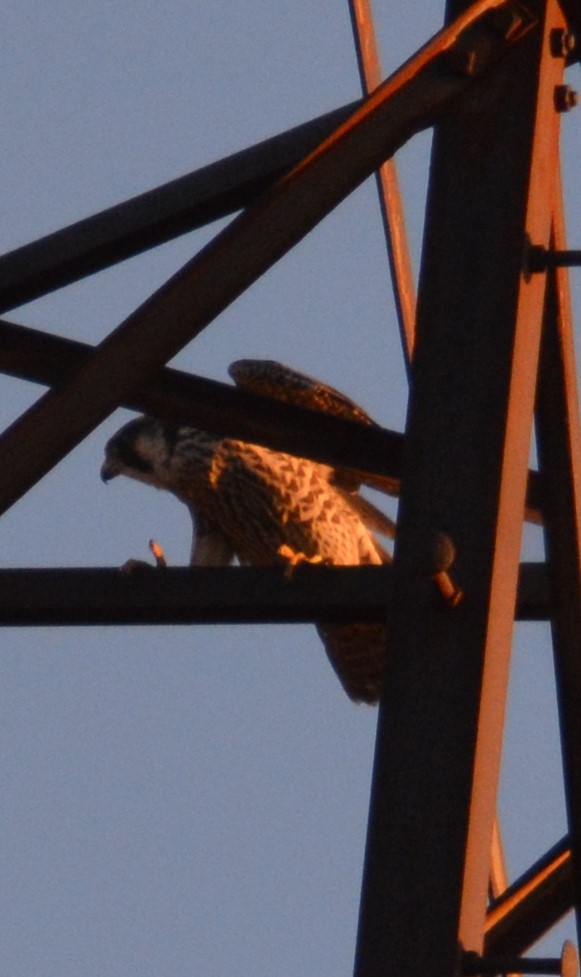 Peregrine Falcon - ML318419421