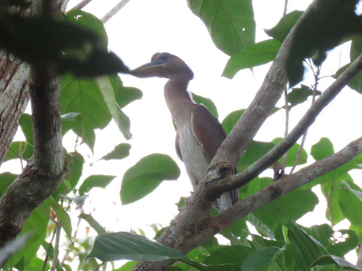 Boat-billed Heron - ML318419611