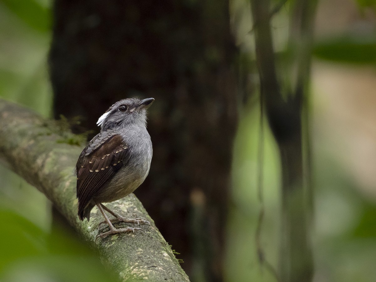 Ash-throated Gnateater - ML318419621