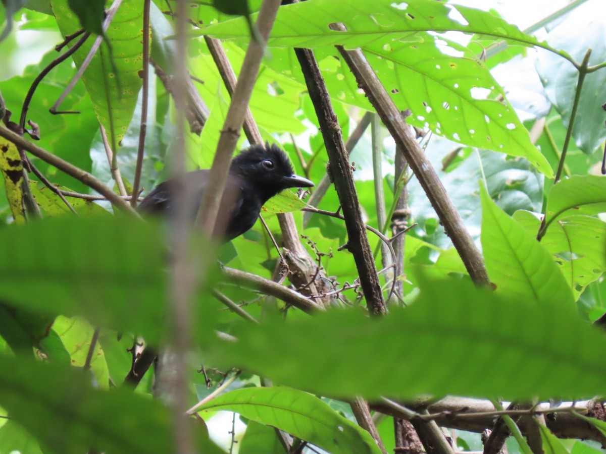 Black Antshrike - Rogney Germeind Quibilan (Birdwatchers507) @Natyciencia507