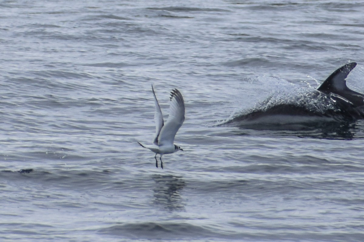 Mouette tridactyle - ML318420801