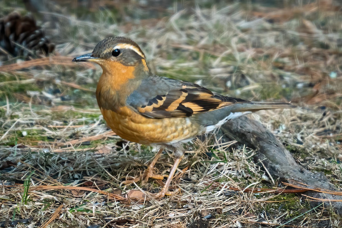 Varied Thrush - ML318421181