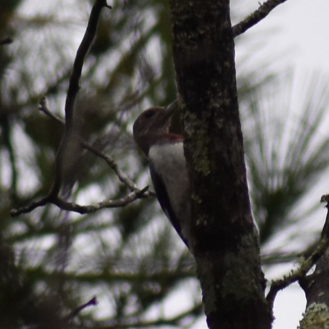 Red-headed Woodpecker - ML318421601