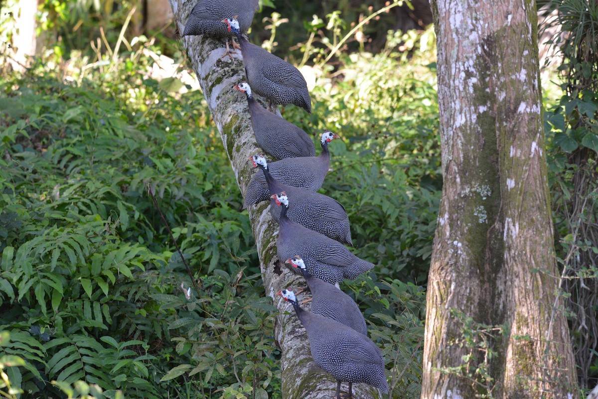 Helmeted Guineafowl - ML318421711