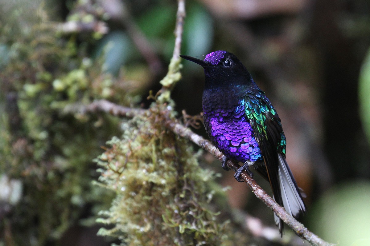 Velvet-purple Coronet - Fabrice Schmitt