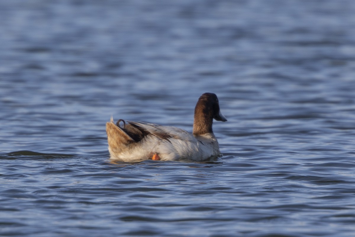 Mallard (Domestic type) - ML318423581