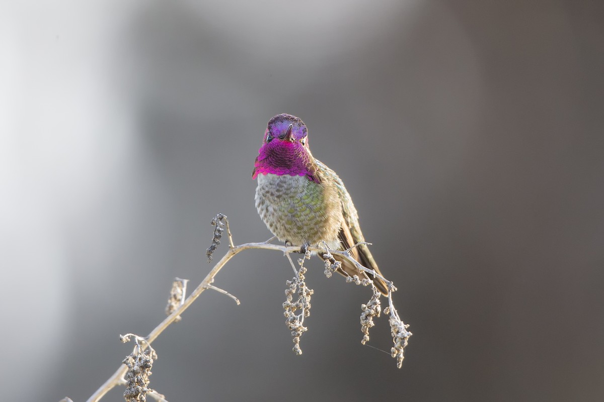 Anna's Hummingbird - ML318423801