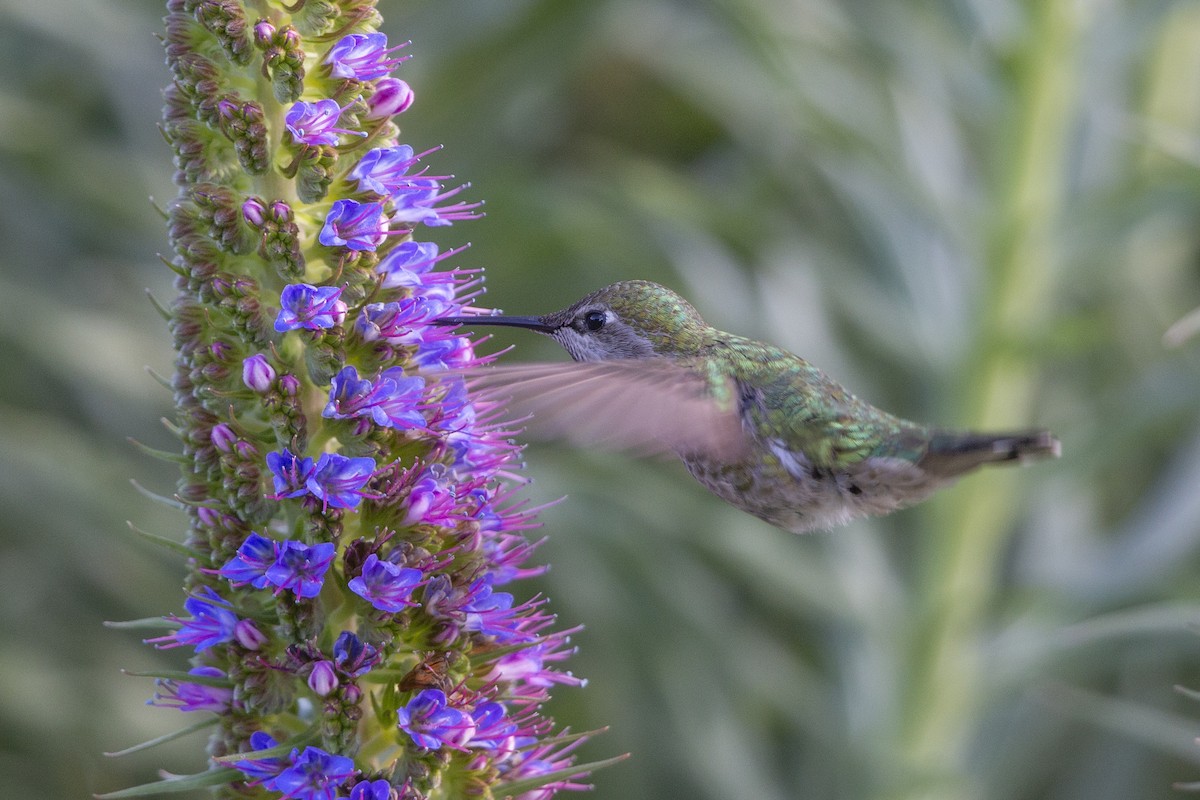 Anna's Hummingbird - ML318423831