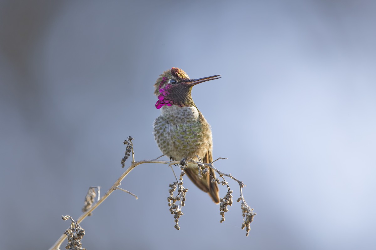 rødmaskekolibri - ML318423841