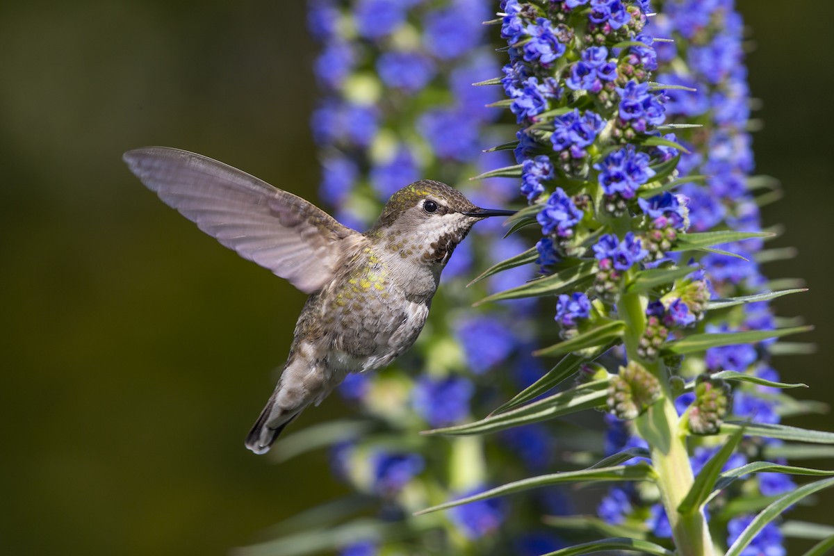 Anna's Hummingbird - ML318423861