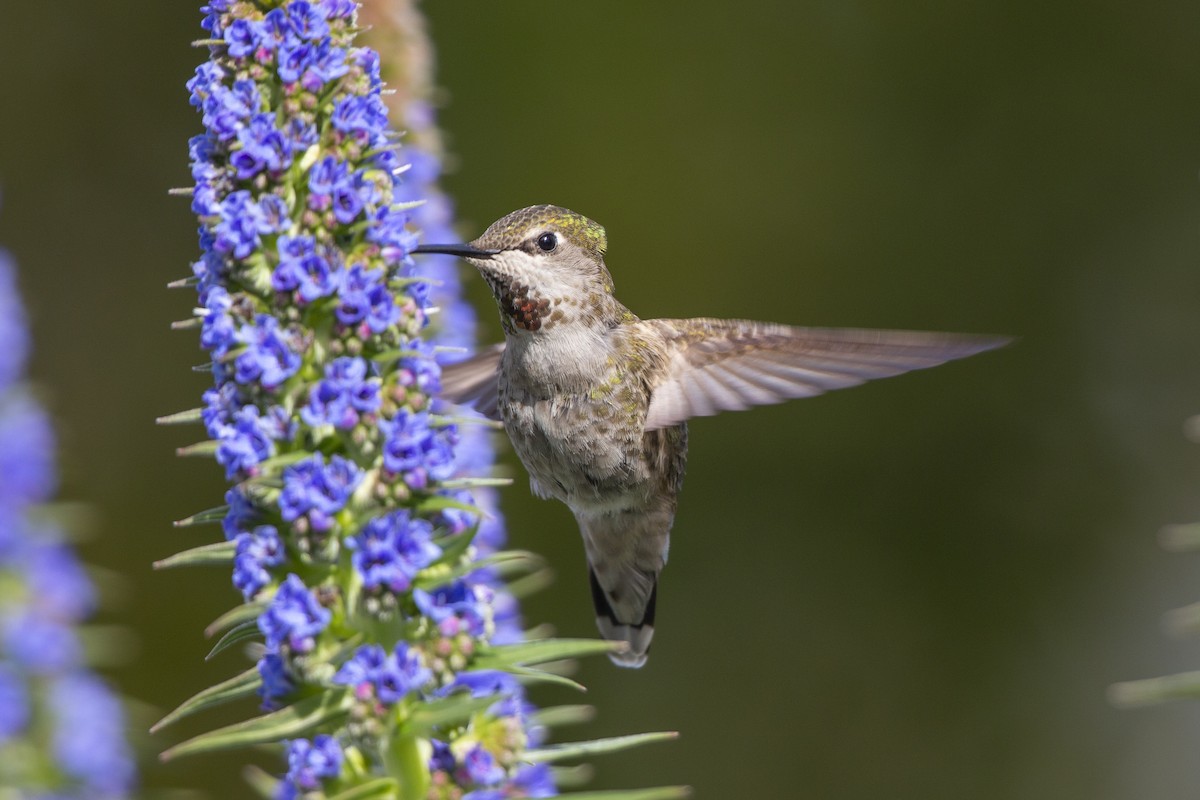 Anna's Hummingbird - ML318423911