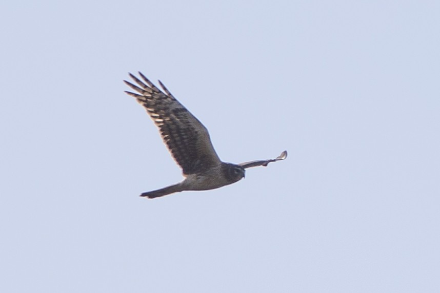 Northern Harrier - Loni Ye