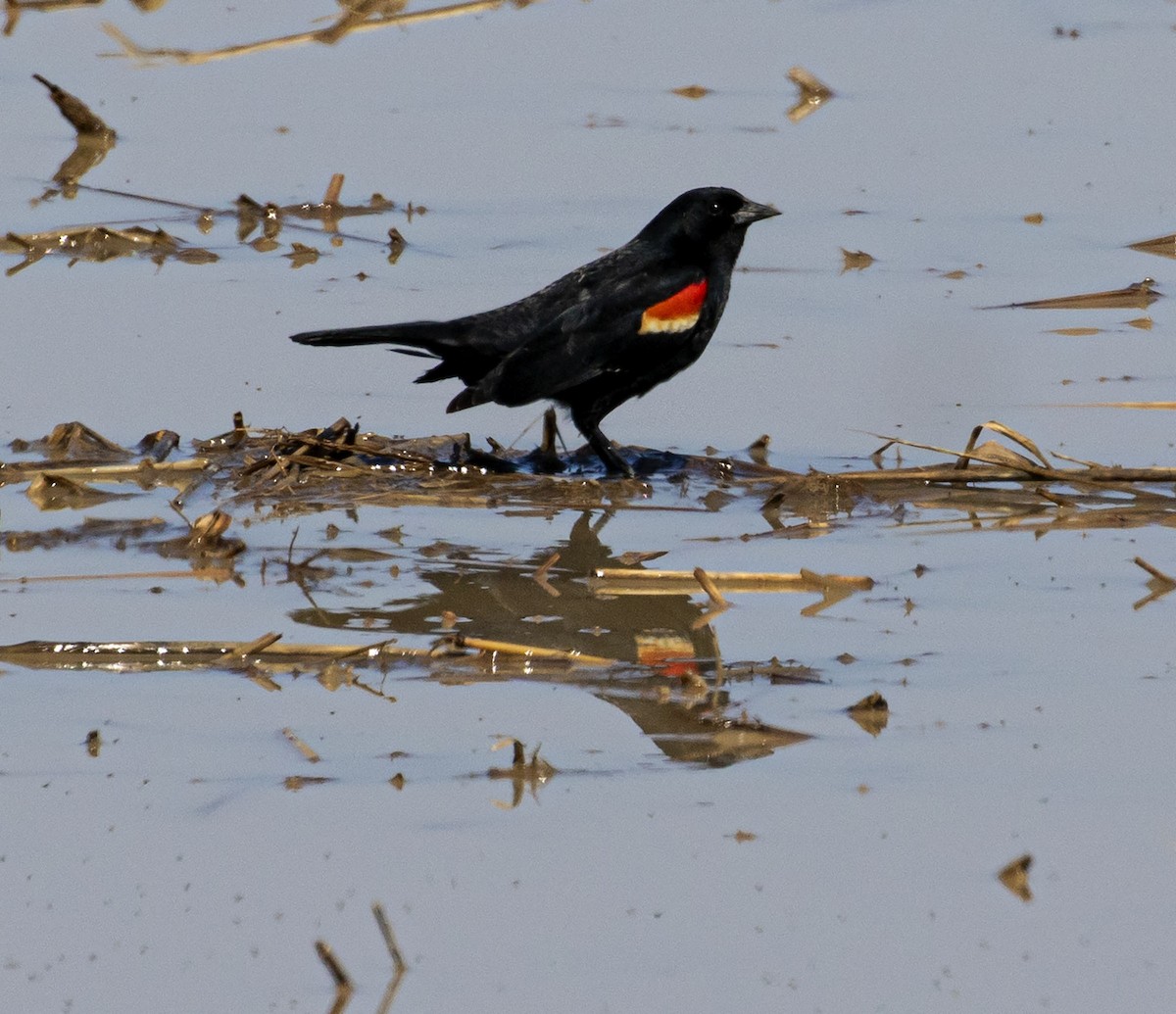 Red-winged Blackbird - ML318425751