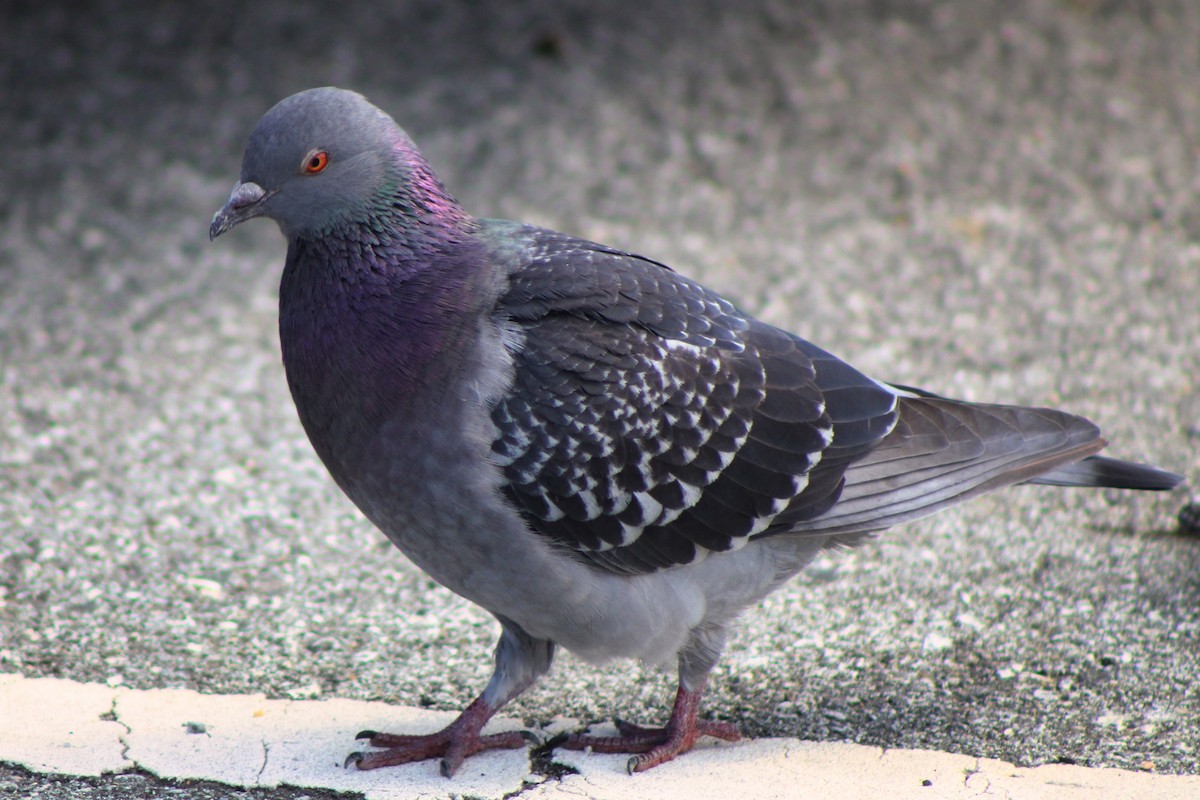 Rock Pigeon (Feral Pigeon) - ML318425871