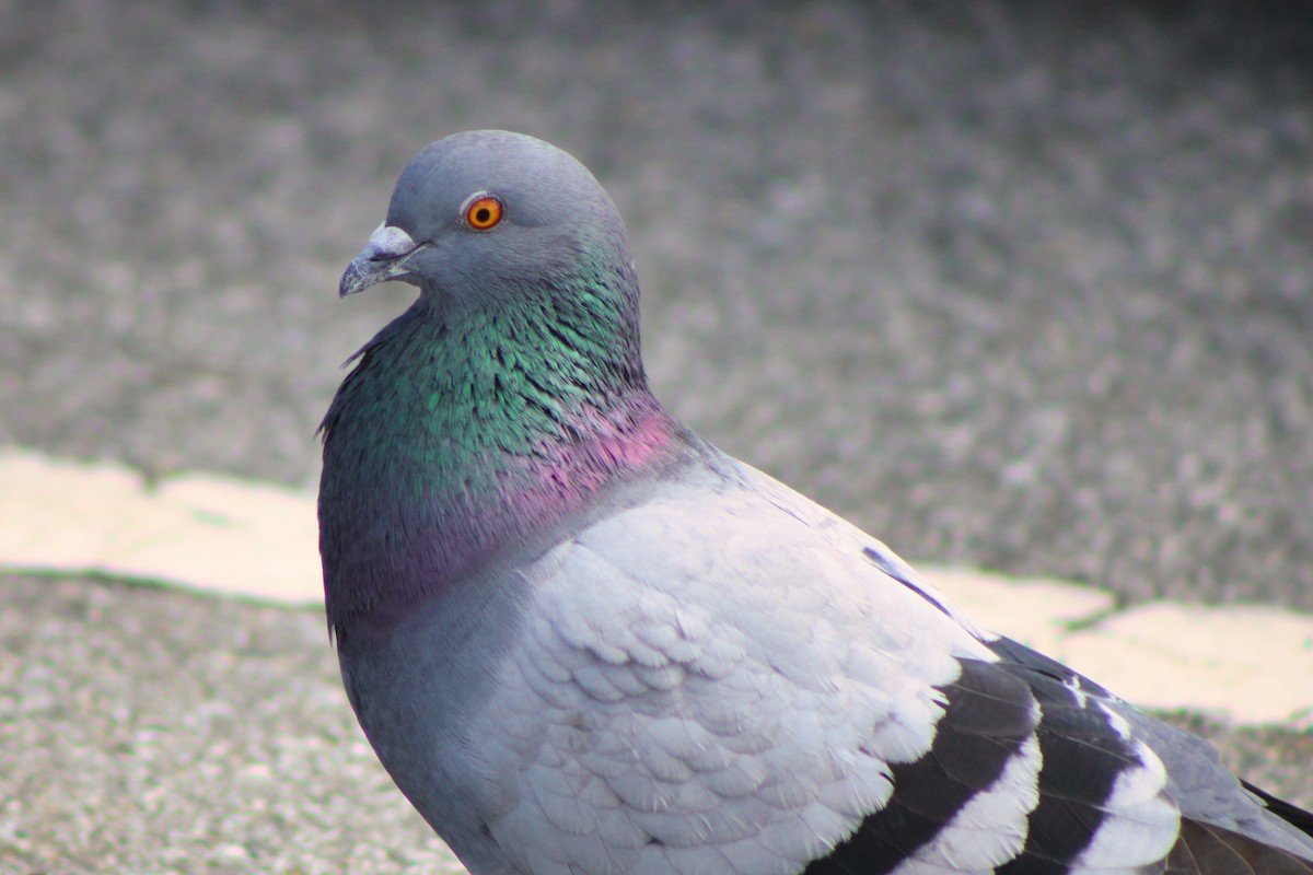 Rock Pigeon (Feral Pigeon) - ML318425891