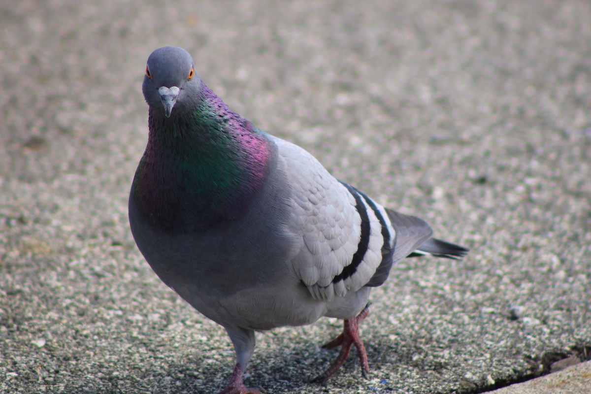 Rock Pigeon (Feral Pigeon) - ML318425921