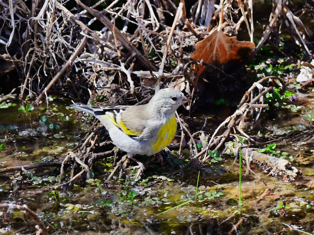 Lawrence's Goldfinch - Rick Koehler