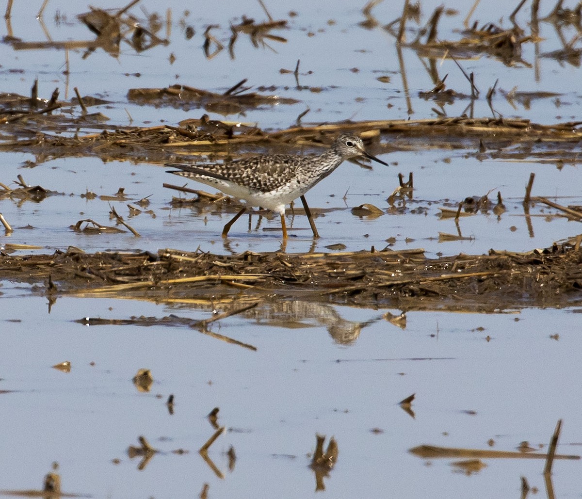 Lesser Yellowlegs - ML318427581
