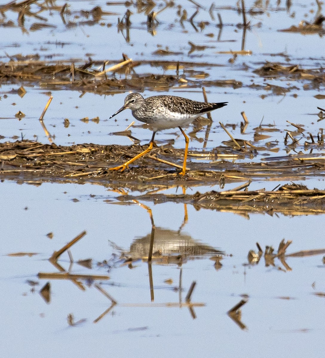 Lesser Yellowlegs - ML318428041