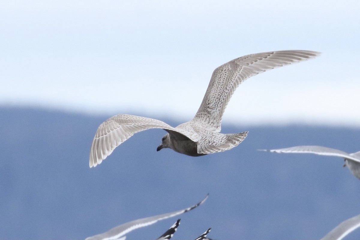 Iceland Gull (thayeri/kumlieni) - ML318428331