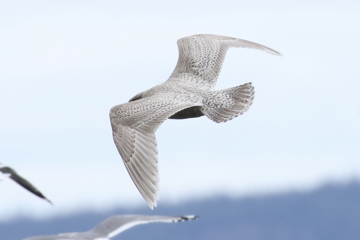 Iceland Gull (thayeri/kumlieni) - ML318428511