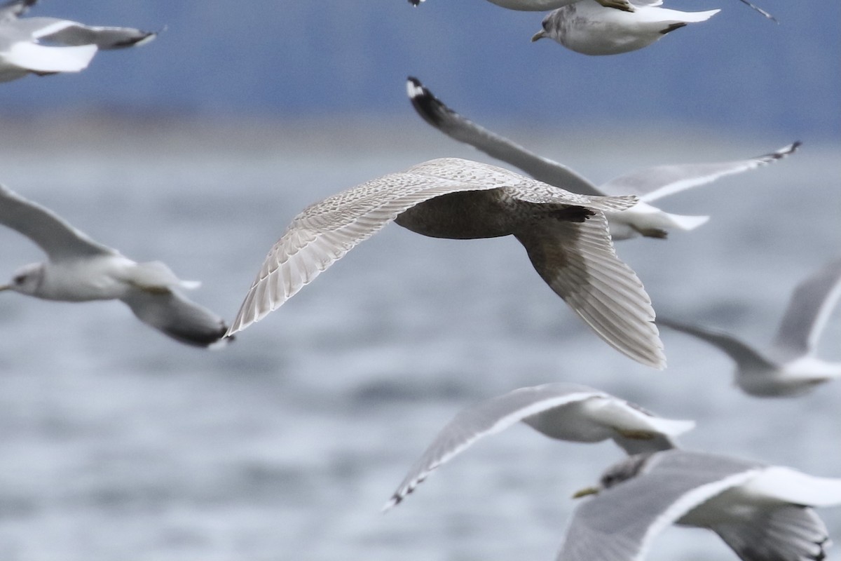 Gaviota Groenlandesa (thayeri/kumlieni) - ML318428561