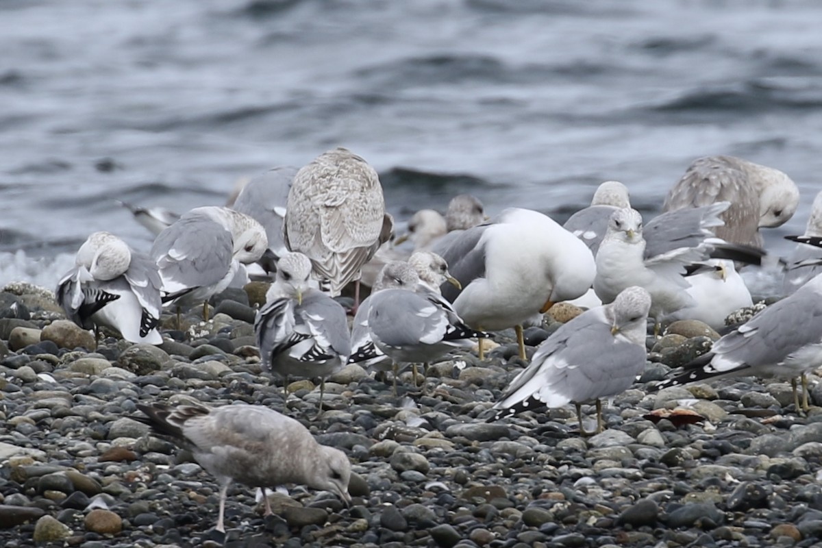 gull sp. - ML318428821