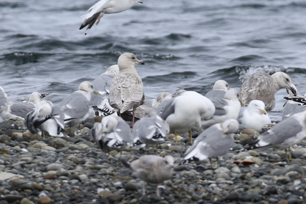 gull sp. - ML318428841