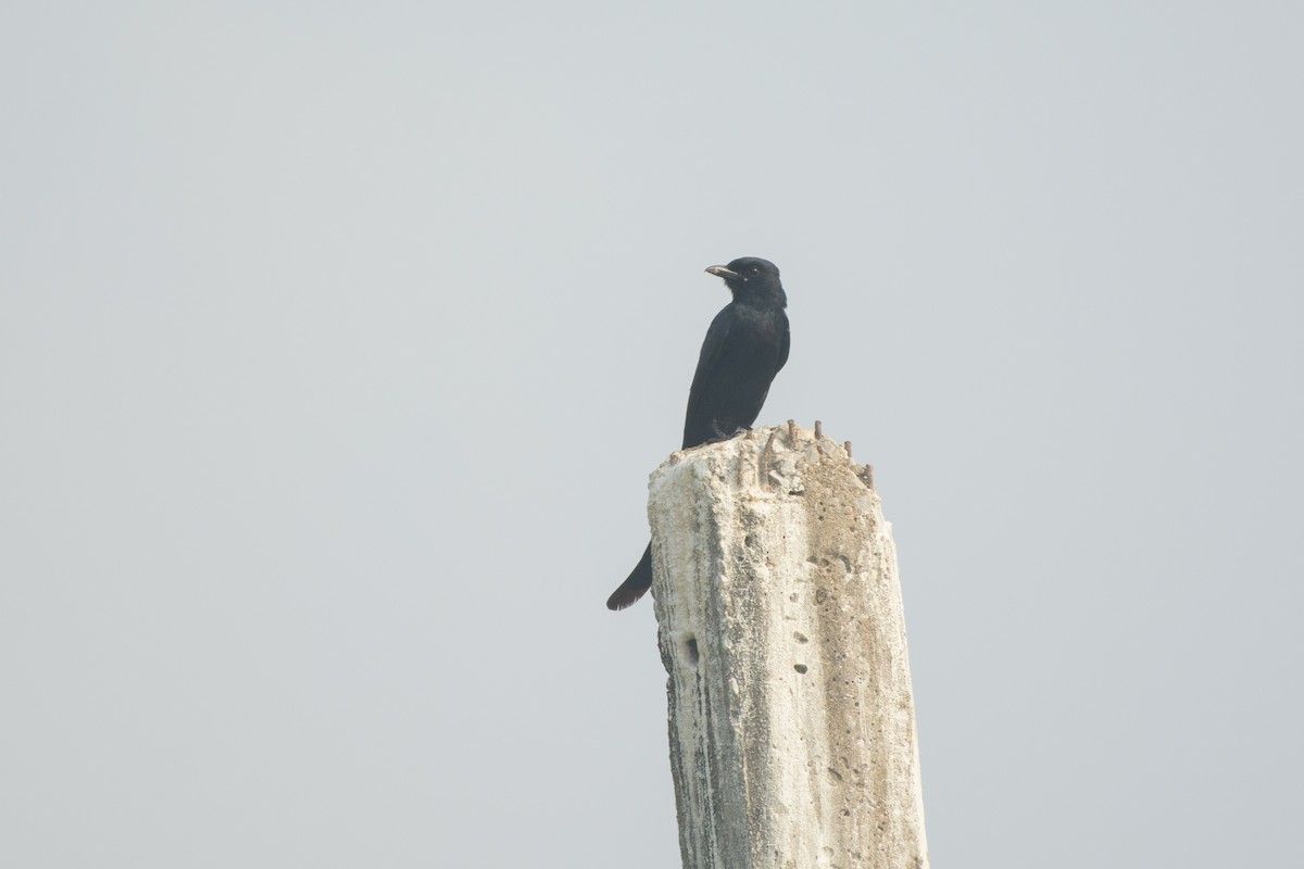 Kara Drongo - ML318429021